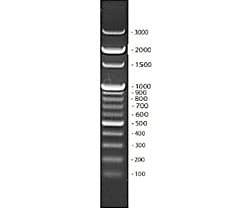 100bp DNA Ladder-MBT049-50LN