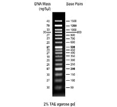 50bp DNA Ladder-MBT084-50LN
