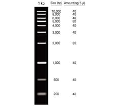 1kb DNA Ladder-MBT051-50LN