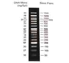 StepUp 50bp DNA Ladder