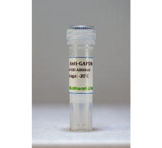 Anti-GAPDH Antibody - 100 ug (100 ul)