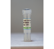 Anti-GST Antibody - 100 ug (100 ul)