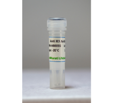 Anti-H3 Antibody - 100 ug (100 ul)