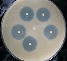 Autoclavable Petri Plates, 200 X 20 mm-PW010-1x10NO