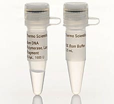 Bsm DNA Polymerase  Large Fragment