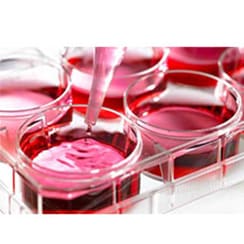 Cell Culture 