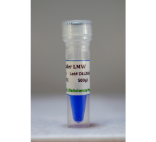 DNA Ladder LMW, (100bp-1.5Kb) SMALL - 50 ug (500 ul)