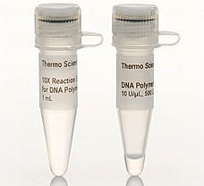 DNA Polymerase I, 2500 units