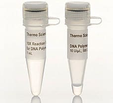 DNA Polymerase I, 500 units