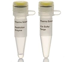 EcoO109I (DraII) restriction enzyme