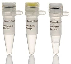 EcoRI restriction enzyme