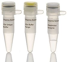 EcoRI restriction enzyme