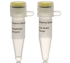 EheI (SfoI) restriction enzyme