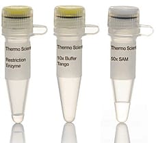 FaqI (BsmFI) restriction enzyme