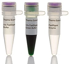 FastDigest BbvI (Lsp1109I) restriction enzyme