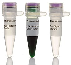 FastDigest BglI restriction enzyme