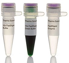 FastDigest BglII restriction enzyme