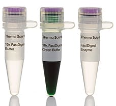 FastDigest BmtI (BspOI) restriction enzyme