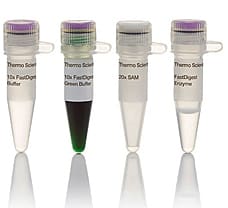 FastDigest BplI restriction enzyme