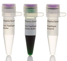 FastDigest Bpu10I restriction enzyme