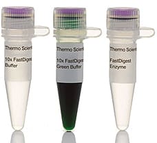 FastDigest BsaHI (Hin1I) restriction enzyme