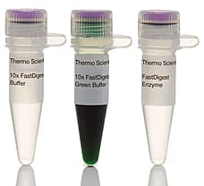 FastDigest BsaJI (BseDI) restriction enzyme