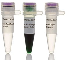 FastDigest BseGI restriction enzyme