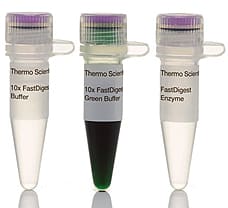 FastDigest BsiEI (Bsh1285I) restriction enzyme