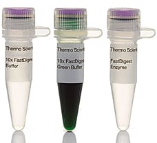 FastDigest Bsp119I restriction enzyme