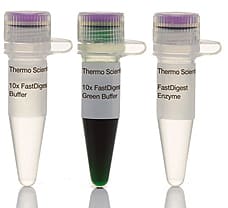 FastDigest Bsp1286I (SduI) restriction enzyme