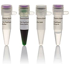 FastDigest BspCNI (BseMII) restriction enzyme