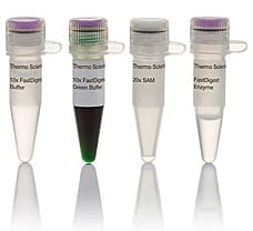 FastDigest BspMI (BveI) restriction enzyme