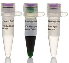 FastDigest BsrFI (Cfr10I) restriction enzyme