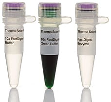 FastDigest HaeIII (BsuRI) restriction enzyme