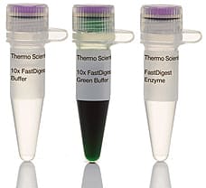 FastDigest HgaI (CseI) restriction enzyme