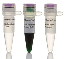 FastDigest MboII restriction enzyme