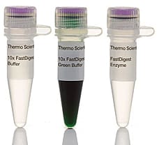 FastDigest MnlI restriction enzyme