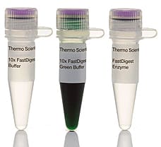 FastDigest MreI restriction enzyme