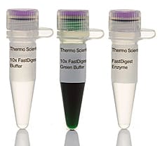 FastDigest MscI (MlsI) restriction enzyme