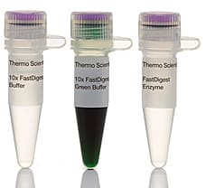 FastDigest ScrFI (Bme1390I) restriction enzyme