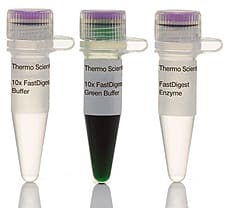 FastDigest SfiI restriction enzyme