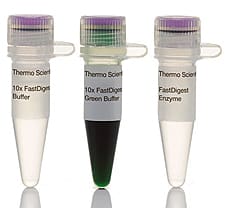 FastDigest SpeI (BcuI) restriction enzyme