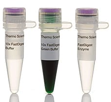 FastDigest XhoI restriction enzyme