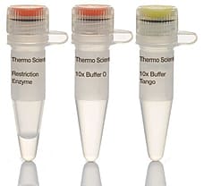 FspAI restriction enzyme