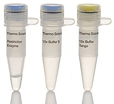 GsuI (BpmI) restriction enzyme