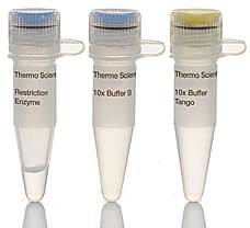 GsuI (BpmI) restriction enzyme