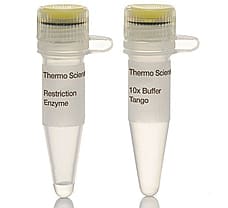 HhaI restriction enzyme