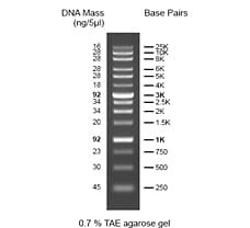 High Range DNA Ladder-MBT090-200LN