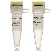 HincII (HindII) restriction enzyme