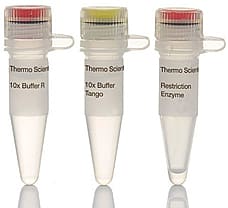 HindIII  HC restriction enzyme